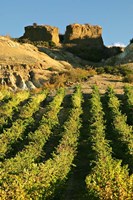 Mt Difficulty Vineyard and Historic Sluicings, Bannockburn, South Island, New Zealand Fine Art Print