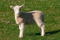 New Lamb, South Island, New Zealand Fine Art Print