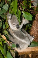 Australia, Brisbane, Fig Tree Pocket, Koala Bears Fine Art Print