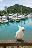 Australia, Sulphur Crested Cockatoo tropical bird Fine Art Print
