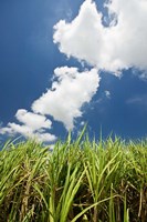 Australia, Whitsunday, Pioneer Valley, Sugar Cane Fine Art Print