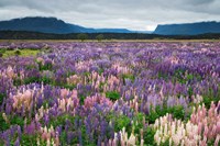 Blooming Lupine Near Town of TeAnua, South Island, New Zealand Fine Art Print