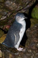 Australia, Bass Strait, Little blue penguin by Rebecca Jackrel - various sizes
