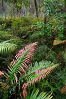 Waipoua Forest, North Island, New Zealand Fine Art Print