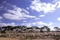 Sheep Station, Kangaroo Island, South Australia, Australia Fine Art Print