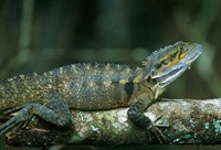 Australia, Queensland, Eastern Water Dragon lizard Fine Art Print