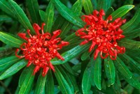 Waratah, Walls of Jerusalem National Park, Tasmania, Australia Fine Art Print