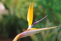 Australia, Queensland, Bird of paradise flower garden Fine Art Print