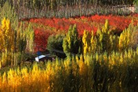 Autumn Colours, Bannockburn, Central Otago, New Zealand Fine Art Print