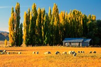 Farmland, Maniototo, Central Otago, New Zealand Fine Art Print