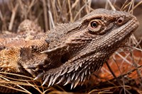 Australia, Central Bearded Dragon lizard, outback by Paul Souders - various sizes