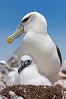 Australia, Tasmania, Bass Strait Shy albatross with chick Fine Art Print