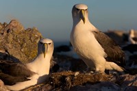 Australia, Tasmania, Bass Strait Albatross pair Fine Art Print