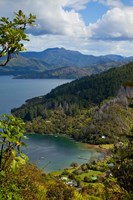 Queen Charlotte Track, Marlborough Sounds, South Island, New Zealand by Douglas Peebles - various sizes