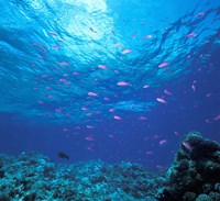 Australia, Great Barrier Reef Purple Anthias fish Framed Print