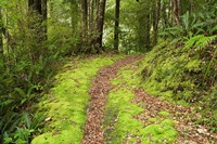 Historic Boiler Powered Machine, South Island, New Zealand Fine Art Print