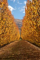 Autumn, Orchard, Roxburgh, South Island, New Zealand Fine Art Print