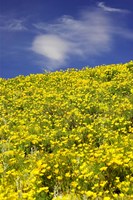 Californian Poppies, Central Otago, South Island, New Zealand Fine Art Print