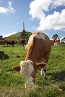 Cows, Farm animal, Auckland, North Island, New Zealand Fine Art Print