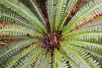 Crown Fern, Puipui, West Coast, South Island, New Zealand by David Wall - various sizes
