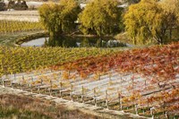 Domain Road Vineyard, Bannockburn, Central Otago, South Island, New Zealand Fine Art Print