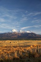Farm Scene, Mt Ruapehu, North Island, New Zealand Fine Art Print
