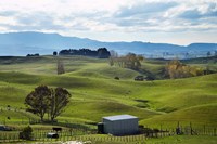 Farmland, Napier, Taihape Road, Hawkes Bay, North Island, New Zealand Fine Art Print