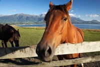 Horse, Kaikoura, Marlborough, South Island, New Zealand Fine Art Print