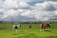Horses, Farmland, Te Kauwhata, North Island, New Zealand Fine Art Print