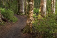 Kepler Track, Fjordland National Park, South Island, New Zealand Fine Art Print