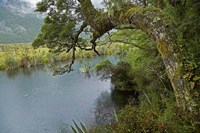Mirror Lakes, Milford Road, Fiordland, South Island, New Zealand Fine Art Print