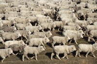 Mustering Sheep, Farm Animals, South Island, New Zealand Fine Art Print