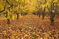 Orchard, Roxburgh, Central Otago, South Island, New Zealand Fine Art Print