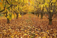 Orchard, Roxburgh, Central Otago, South Island, New Zealand Fine Art Print
