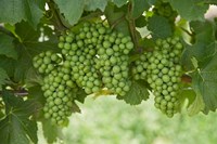 Pinot Noir Grapes, Domain Road Vineyard, Bannockburn, Central Otago, South Island, New Zealand Fine Art Print