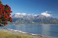 Pohutukawa Tree, Marlborough, South Island, New Zealand Fine Art Print