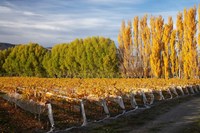 Silver Tussock Vineyard, Central Otago, South Island, New Zealand Fine Art Print