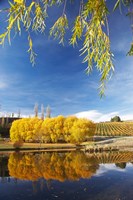 Vineyard, Bannockburn Inlet, South Island, New Zealand Fine Art Print