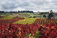 Vineyard, Te Kauwhata, Waikato, North Island, New Zealand Fine Art Print
