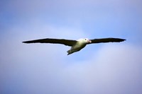 Royal Albatross, Dunedin, South Island, New Zealand Fine Art Print
