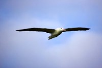 Royal Albatross, Dunedin, South Island, New Zealand by David Wall - various sizes