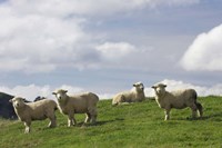 Sheep And Farmland, Rangitikei District, Central North Island, New Zealand Fine Art Print