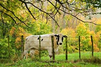 Cow and Farmland, Taoroa Junction, Rangitikei, North Island, New Zealand Fine Art Print
