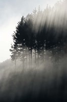 Early Morning Mist and Trees, State Highway 4 near Wanganui, North Island, New Zealand Fine Art Print
