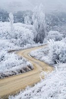 Hoar Frost and Road by Butchers Dam, South Island, New Zealand (vertical) by David Wall - various sizes