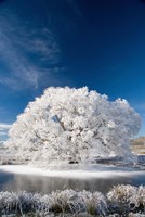 Hoar Frost on Willow Tree, near Omakau, Central Otago, South Island, New Zealand Fine Art Print