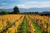 Schubert Vineyard, Martinborough, Wairarapa, North Island, New Zealand Fine Art Print