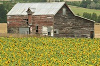 Sunflowers and Old Barn, near Oamaru, North Otago, South Island, New Zealand Fine Art Print