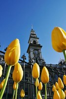 Tulips and Municipal Chambers Clocktower, Octagon, Dunedin, New Zealand Fine Art Print