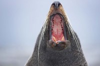 New Zealand Fur Seal, Kaikoura Peninsula, New Zealand Fine Art Print
